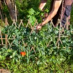 Gard cu zabrele de gradina, extensibil pana la 73 x 180 x 28, lemn de brad, pliabil, pentru plante cataratoare, vita de vie, maro deschis - imagine 3