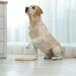 Jucarie interactiva pentru caini, MDF, 2,5 x 24,5 x 20 cm, maro - imagine 2
