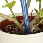 Set distribuitoare, udarea plantelor automat, 4 bucati, mentine apa timp de pana la 2 saptamani, albastru - imagine 2