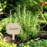 Etichete pentru plante, 100 bucati, design decorativ, din lemn, 10 x 6 x 0,2 cm - imagine 2
