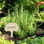 Etichete pentru plante, 100 bucati, design decorativ, din lemn, 10 x 6 x 0,2 cm - imagine 2