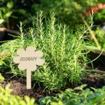 Etichete pentru plante, 100 bucati, design floare, din lemn, 10 x 5,5 x 0,2 cm - imagine 2