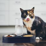 Bol dublu pentru animale cu dozator de apa, boluri detasabile, inox/plastic, 25 x 28,5 x 20 cm - imagine 2