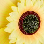 Planta artificiala, floarea soarelui, 70 cm, galben - imagine 7