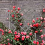 Jardiniera cu spalier pentru flori cataratoare, lemn de brad, gri, 150 x 70 x 30 cm - imagine 2