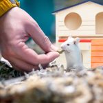 Casuta pentru hamster, Lemn, 16.5 x 17 x 15 cm - imagine 4