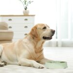 Bol anti-sling, pentru mancare lenta, verde, 500 ml, 4,5 x 19,5 cm - imagine 2