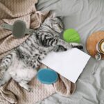 Set 3 perii, ingrijire blana animale de companie, Relaxdays - imagine 2