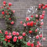 Arcada metalica de gradina pentru flori cataratoare, alb, 120 x 40 cm, Relaxdays - imagine 6