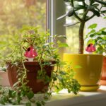 Set 4 conuri mari, de lut, pentru irigatii plante, 16 x 8,5 cm - imagine 6