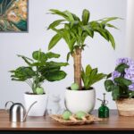Set 4 conuri mari, de lut, pentru irigatii plante, 11 x 6 cm, verde - imagine 5