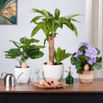 Set 6 conuri mari, de lut, pentru irigatii plante, 12 x 6 cm, natur - imagine 5