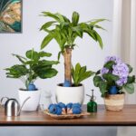 Set 6 conuri mari, de lut, pentru irigatii plante,  15 x 5,5 x 5 cm, natur - imagine 5