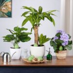 Set 6 conuri mari, de lut, pentru irigatii plante, 12 x 6 cm - imagine 5