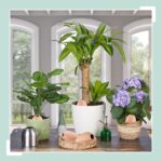 Set 6 conuri ceramice, pentru irigare plante, 170 ml, natur - imagine 6