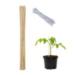 Tarusi din bambus pentru sustinere plante, set 50, 60 cm