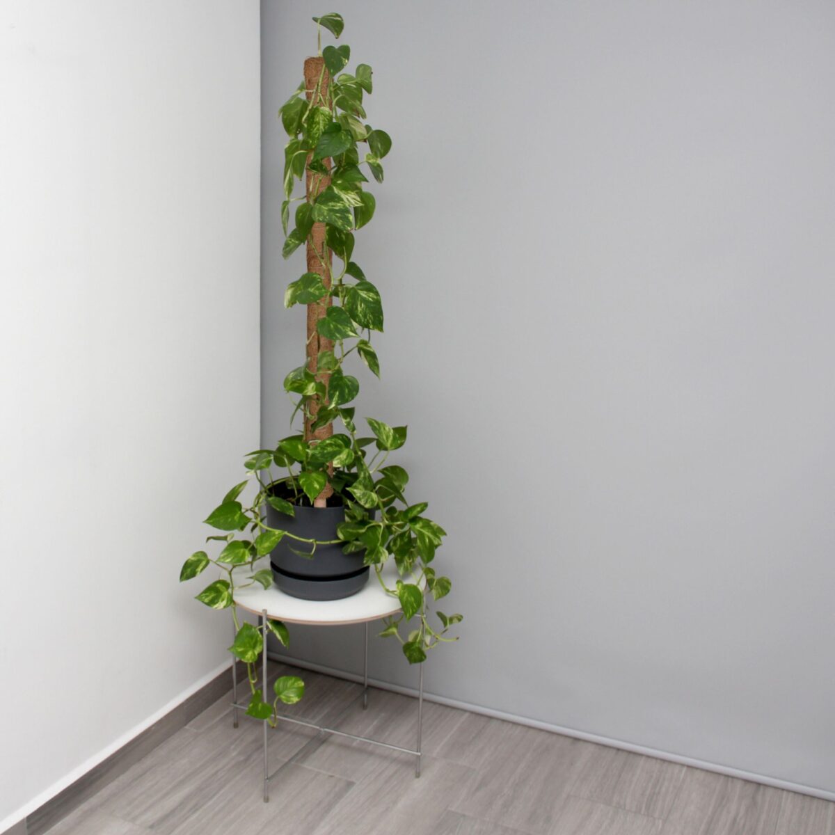 Set 10 betisoare nuca de cocos pentru sustinere flori, 90 cm - imagine 6