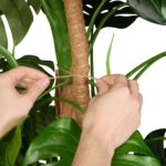 Set 2 betisoare nuca de cocos pentru sustinere flori, 65 cm, accesorii incluse - imagine 7